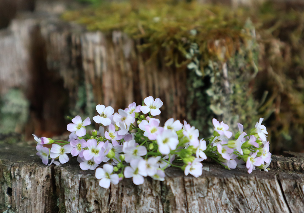 Blumen