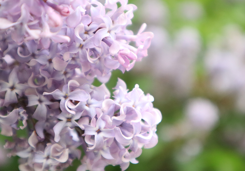 Blume
