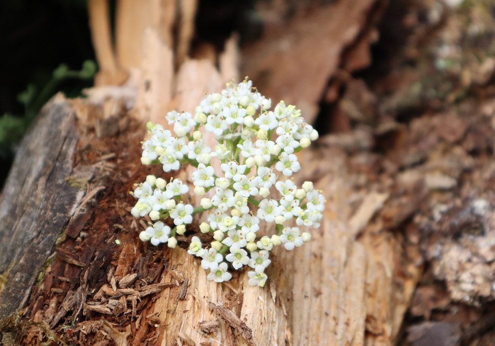 Blumen und Holz