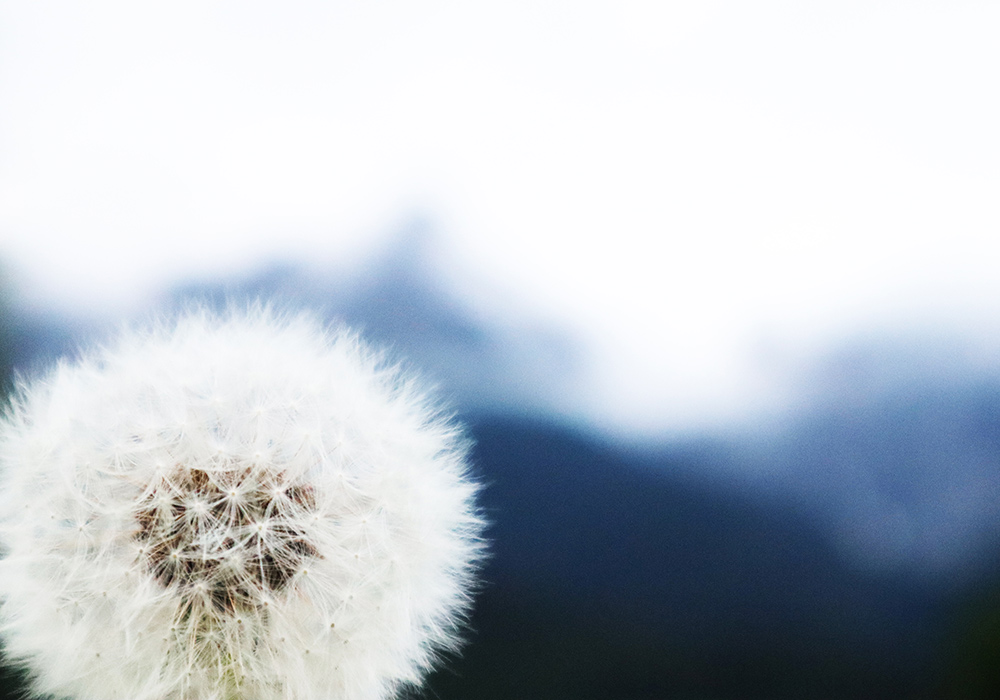 Pusteblume